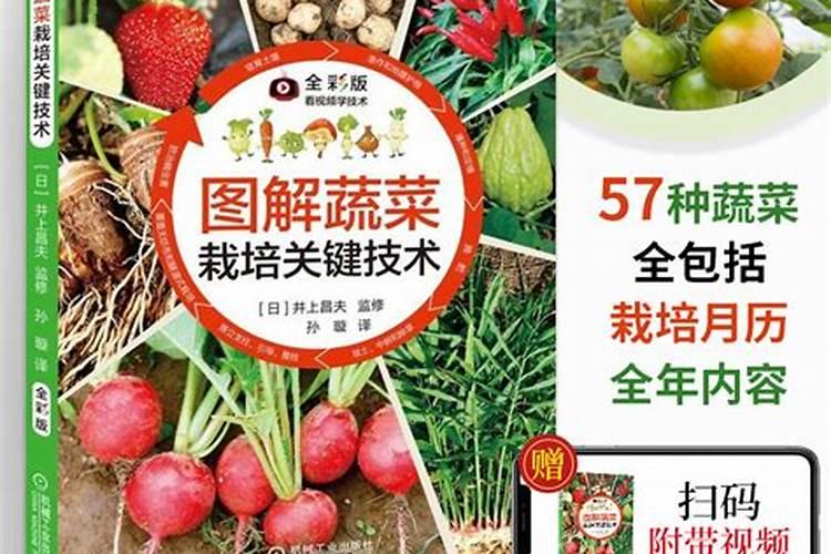 炎夏蔬菜栽培：掌握六大关键步骤，确保夏季丰收