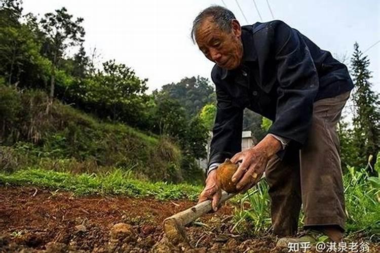 警惕：使用氨基酸肥料需谨慎，这些要点不容忽视