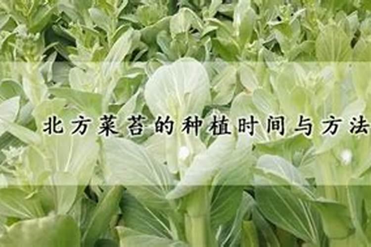 北方菜苔的黄金种植手册：时间与方法详解？