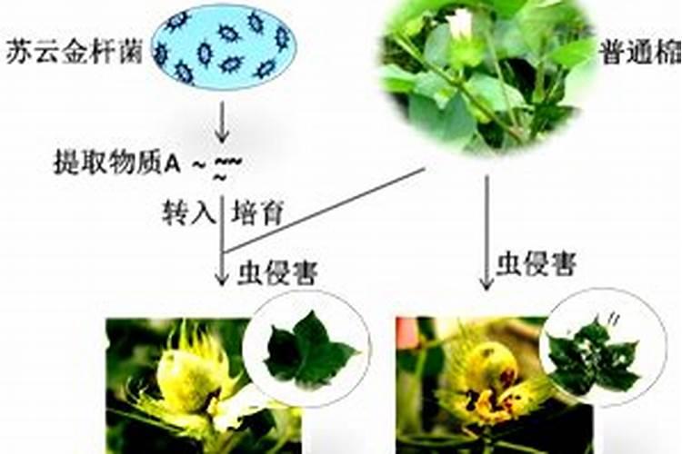 转基因抗虫棉花铃期管理：确保高产与生态平衡的关键步骤