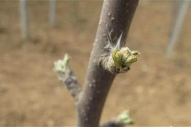 苹果开花前后病虫害防治措施