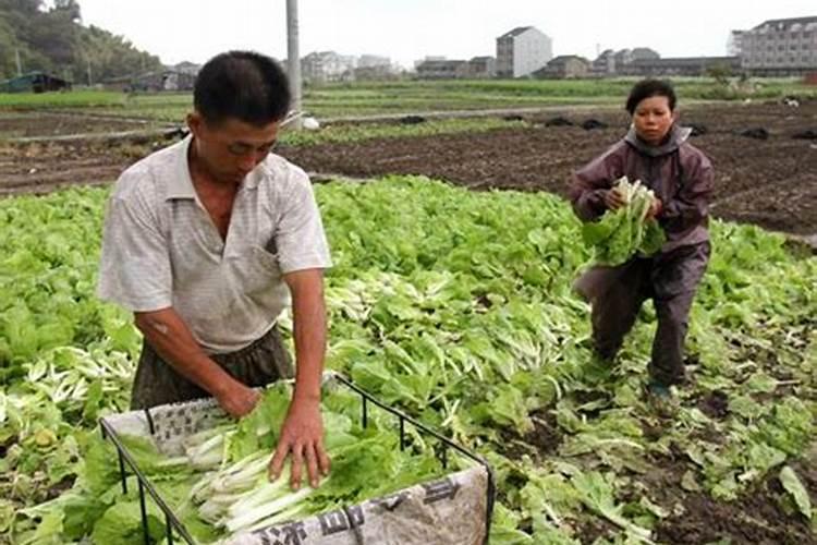 夏季风雨灾害后如何救治蔬菜？