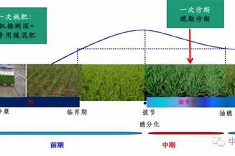 水稻测土配方施肥技术高产水稻施肥