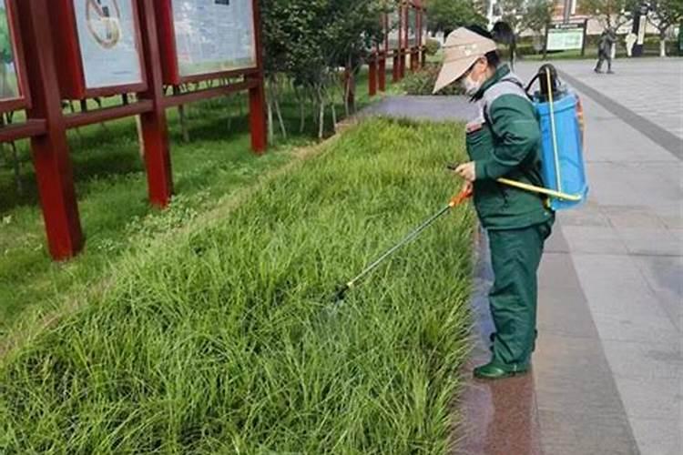 麦冬草坪除草难？方法都在这里！