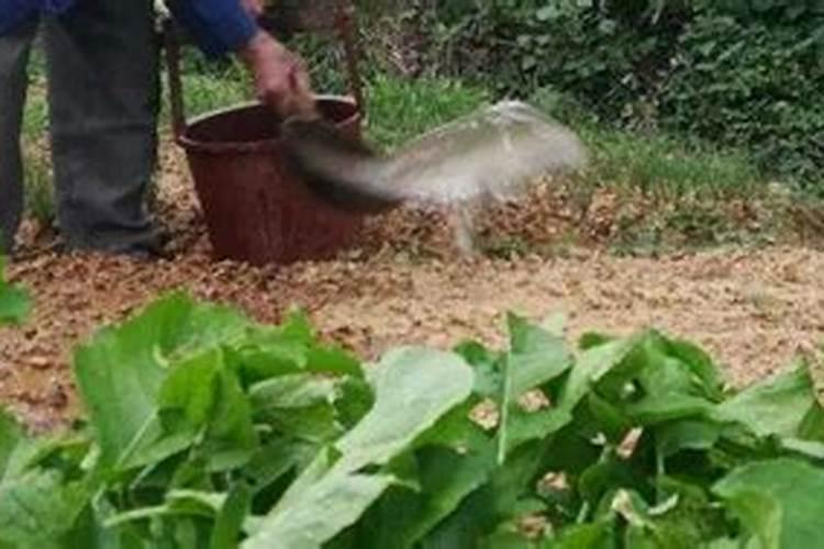 下雨天可以给蔬菜施肥吗