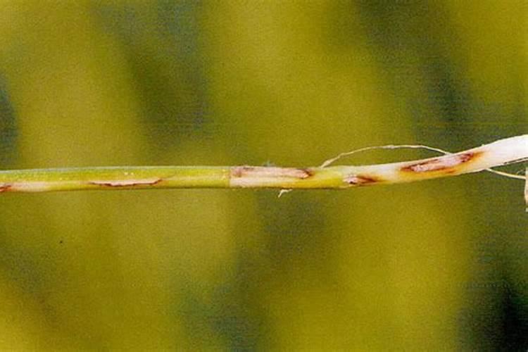 小麦纹枯病的病原菌：揭秘植物病害的“幕后黑手