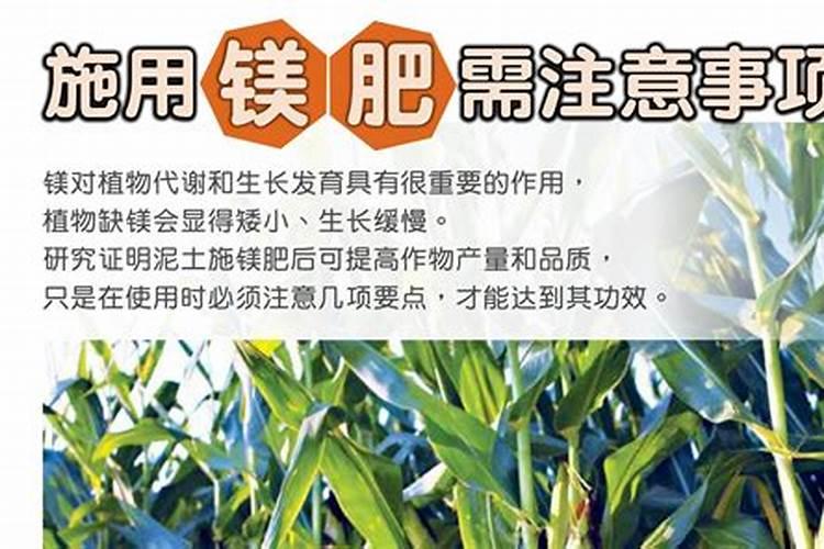 花缺镁施什么肥料好？