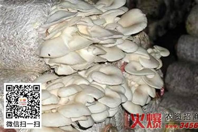 防治平菇“白疙瘩”的方法？