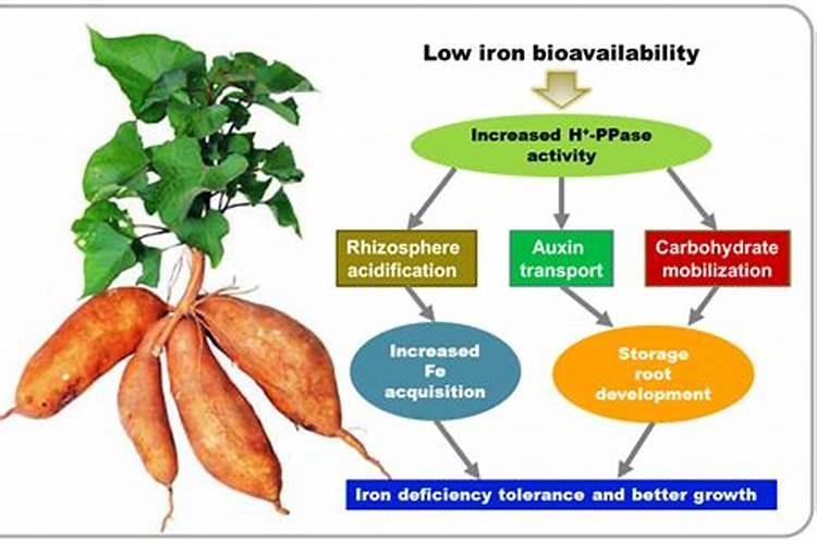 甘薯营养失衡与科学施肥策略