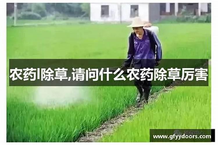 什么农药除草厉害？