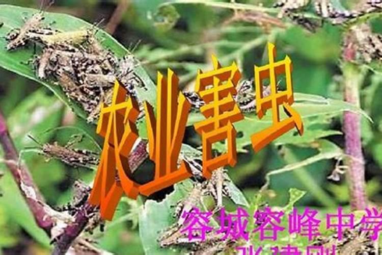 山药病虫害全解析：识别与防治策略