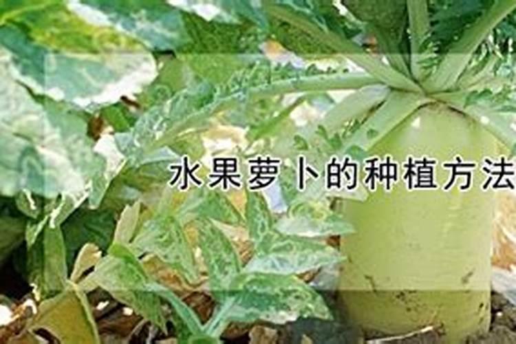 水果萝卜的种植方法和步骤？