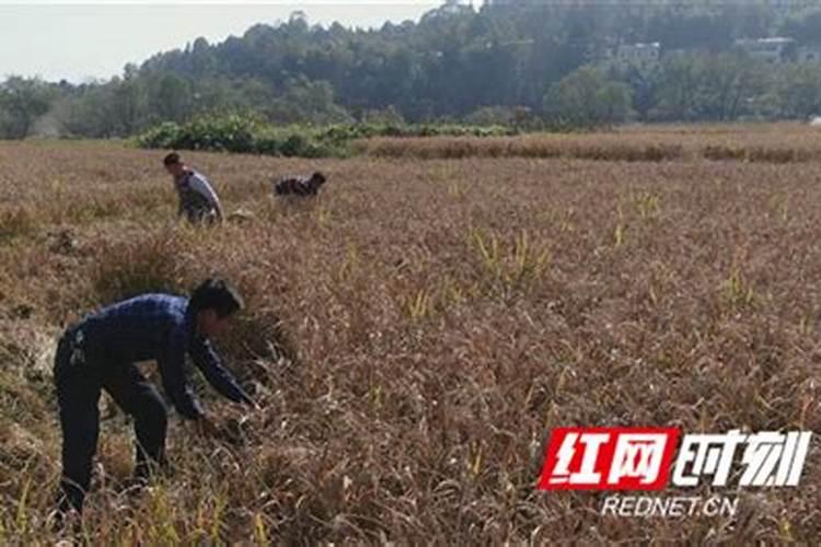 红糯米种植的艺术：掌握关键注意事项，丰收在望