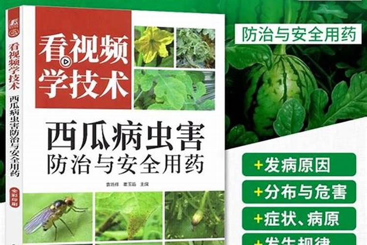 守护甘甜：小型西瓜病虫害防治与合理用药指南