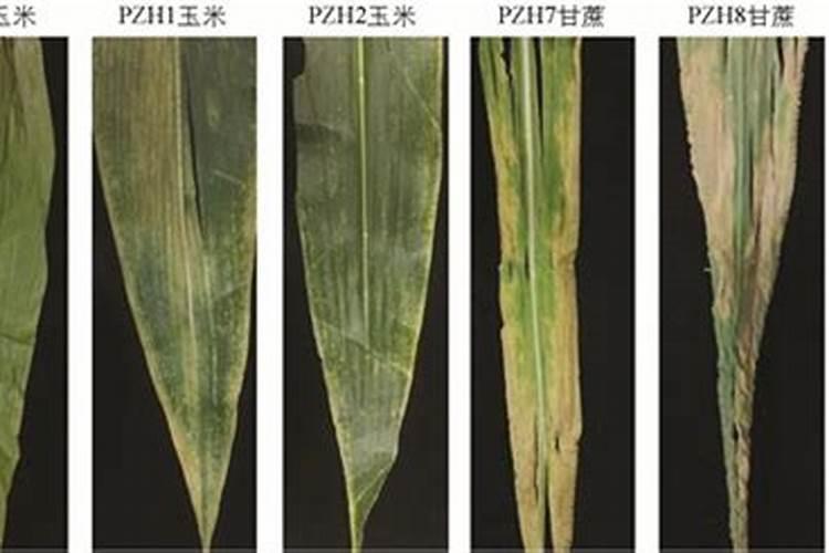 守护甜蜜产业：甘蔗病毒性花叶病的综合防治策略