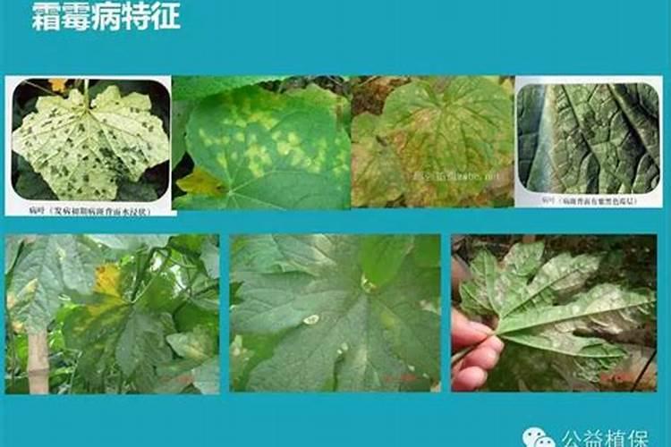 守护甘甜：西瓜后期病害防治策略全解析