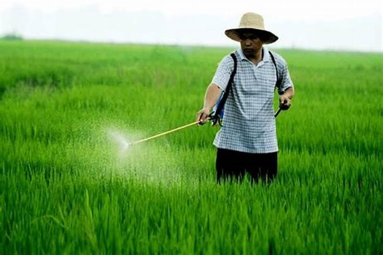 雨季施用农药的智慧：确保安全与效果并重？