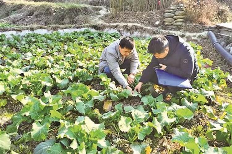 及时发布油菜菌核病的发生与防治植保情报：确保农业生态安全