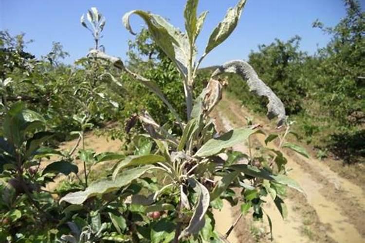 苹果白粉病和苹果树根癌的防治