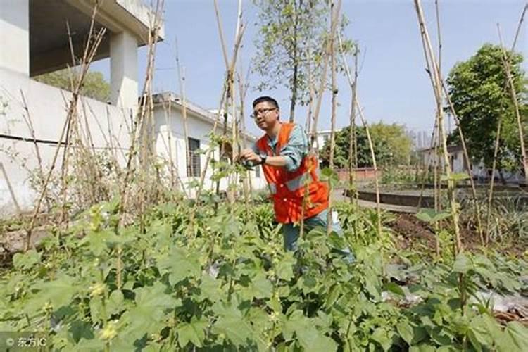 绿色守护：掌握蔬菜自制农药的环保之道