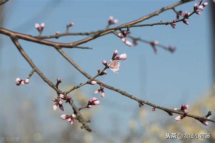 春暖花开，桃树萌芽后的精心呵护