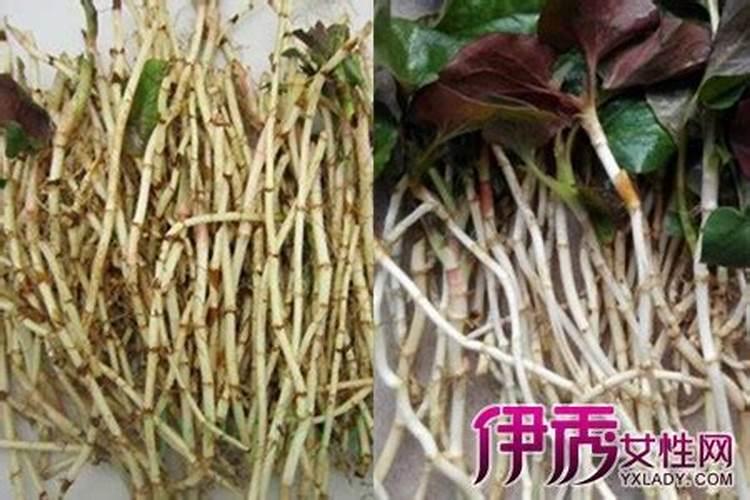 鱼腥草烂根怎么办？如何解决鱼腥草烂根？