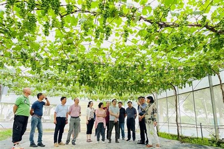 绿意盎然：树葡萄种植技术与管理揭秘