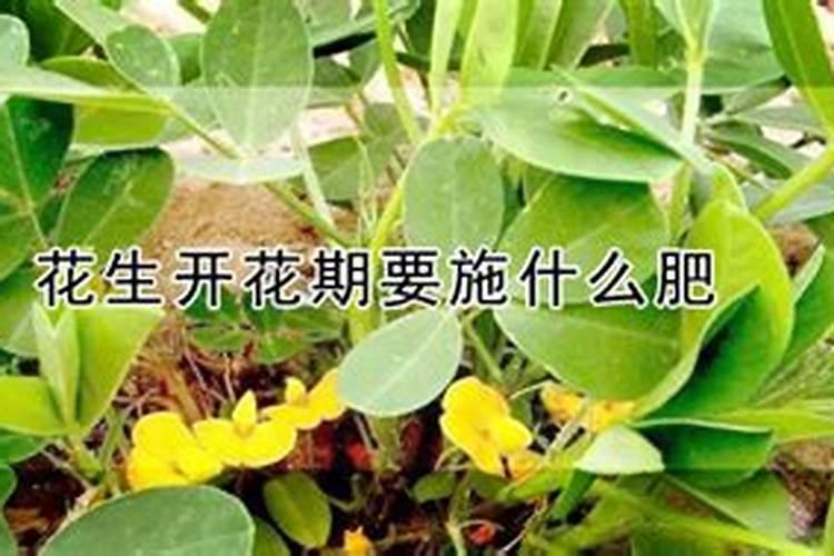 种花生开花了需要放肥吗？