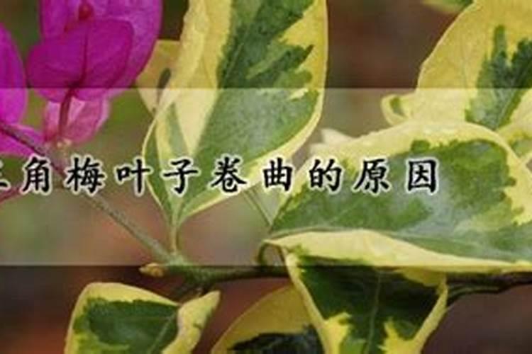 三角梅叶子卷曲是什么原因，有哪些解决方法？