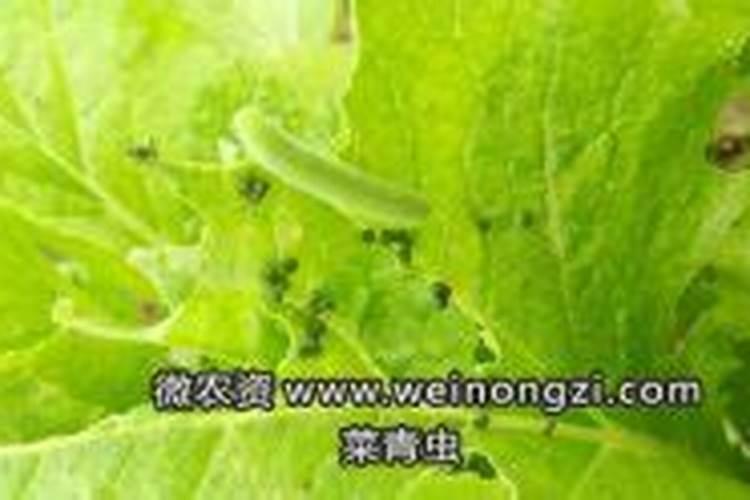 菜青虫防治办法用什么药