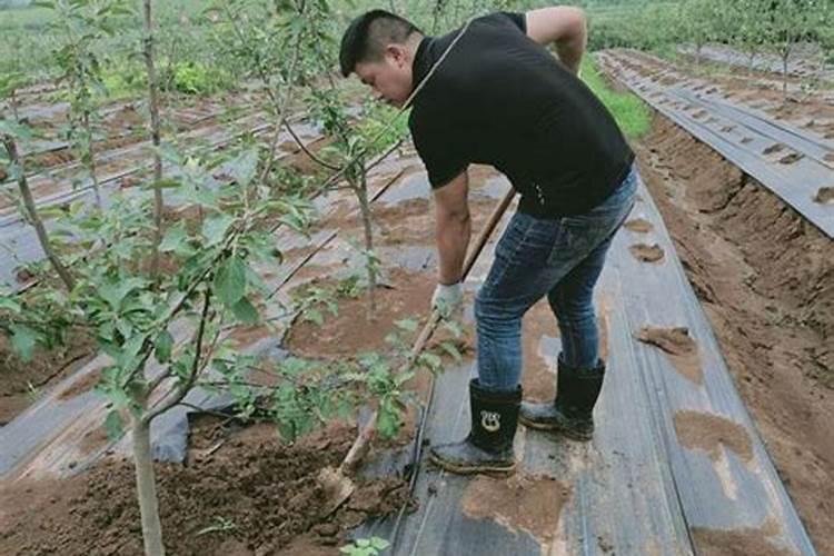 果树有哪些种植方法？