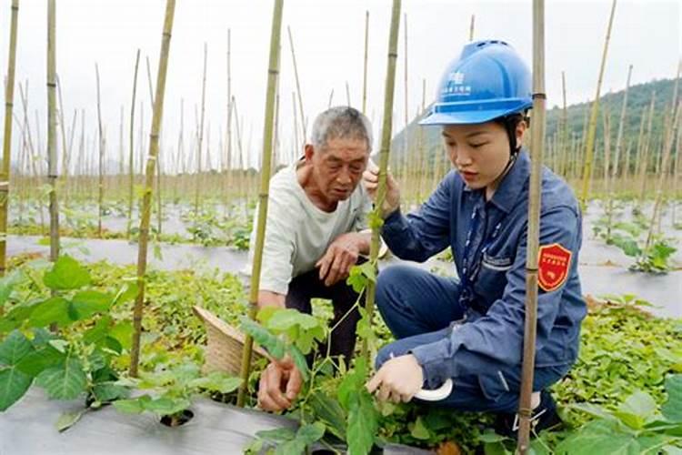 揭秘葛根的繁盛之路：掌握关键种植技术