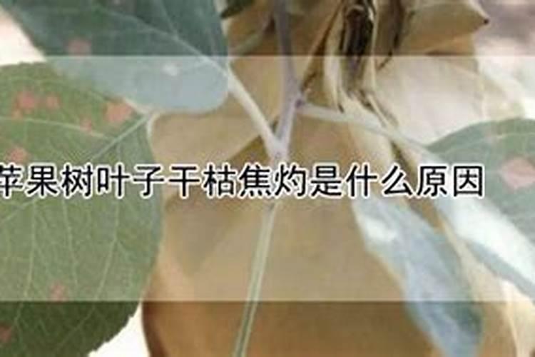 苹果树叶子干枯焦灼是什么原因？