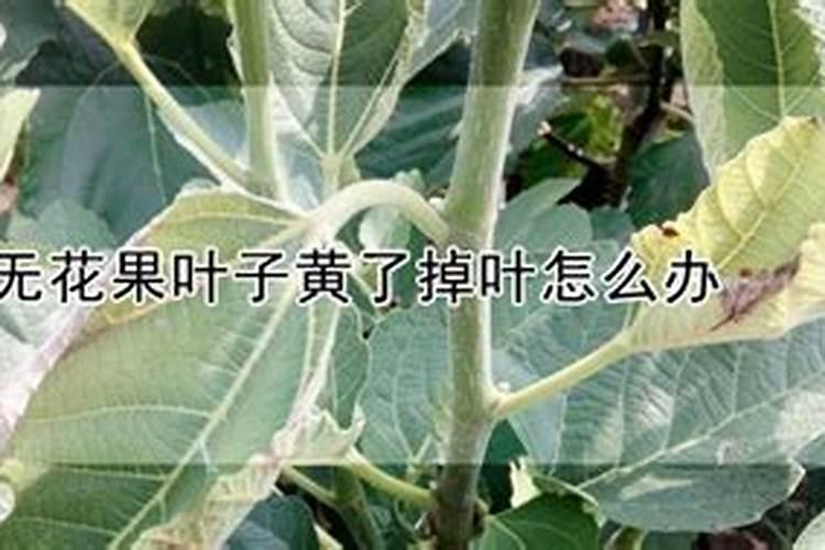 无花果叶子干黄的原因