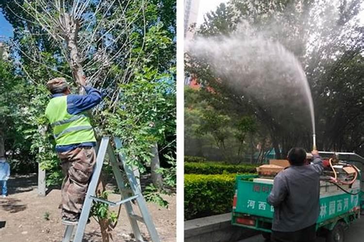 月见草的守护者：虫害防治技术全解析