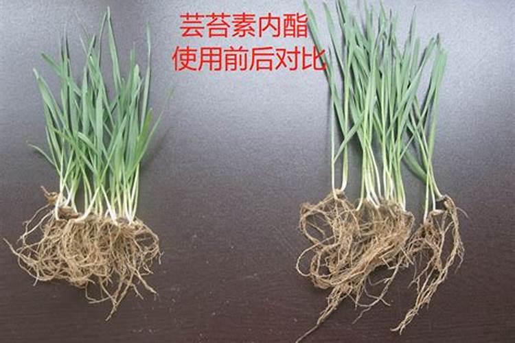 芹菜芸苔素用多了卷叶怎么回事？