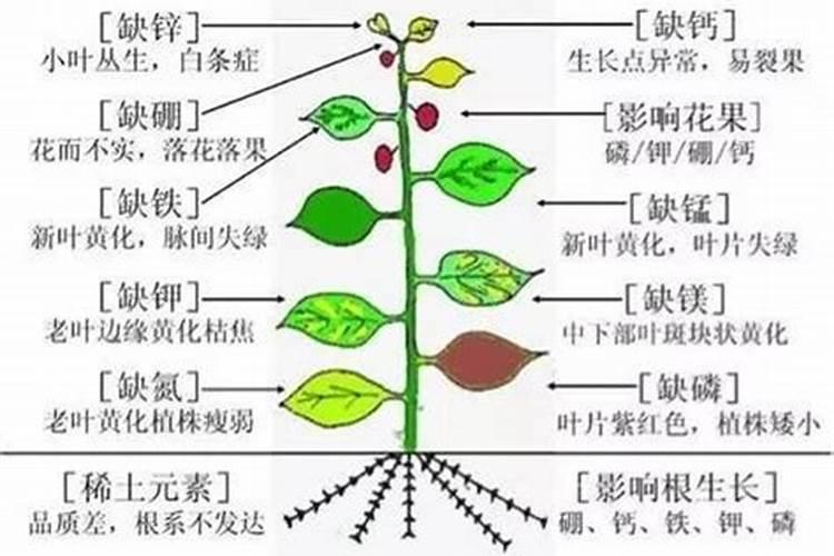 植物几种缺素症的防治方法？