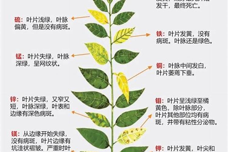 植物缺素症防治方法