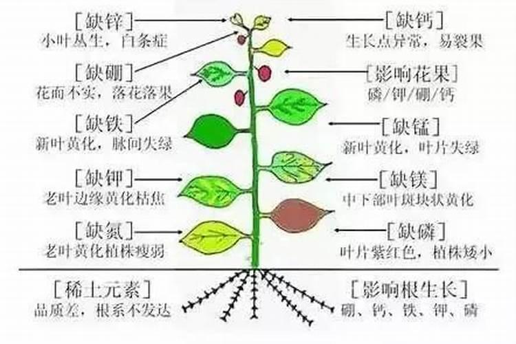 植物缺素症的具体表现是什么