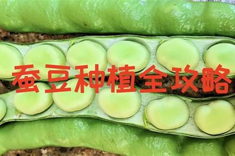 蚕豆施肥全攻略：迈向高产的关键