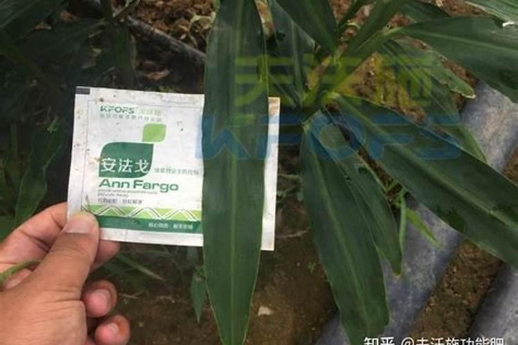 绿色复苏：策略与实践解除除草剂药害