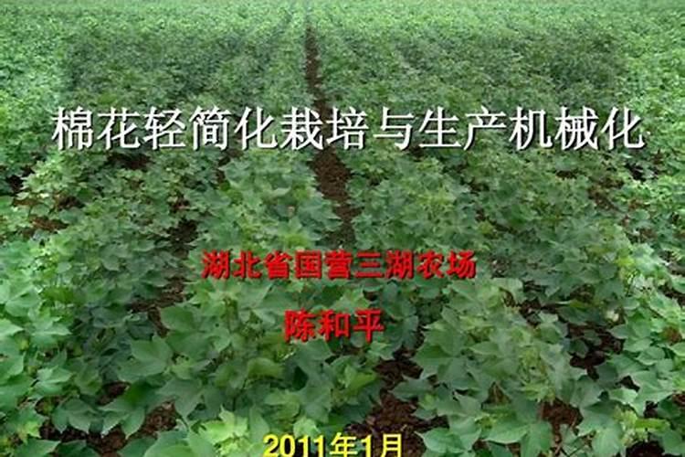 去年棉花多早衰农技专家讲防治：策略与实践？