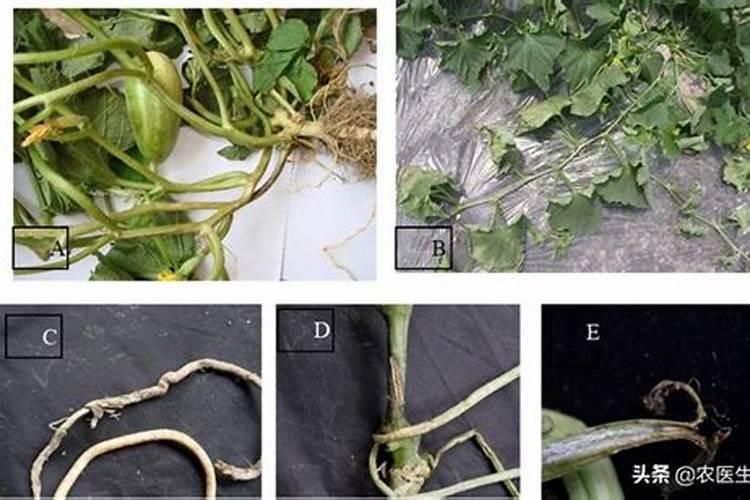 战胜丝瓜蔓枯病：策略与实践
