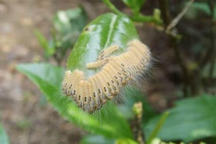 茶毛虫的防治方法？