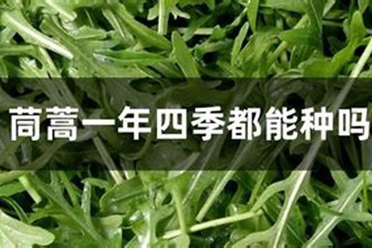 掌握茼蒿种植技巧，一年四季享受绿色健康