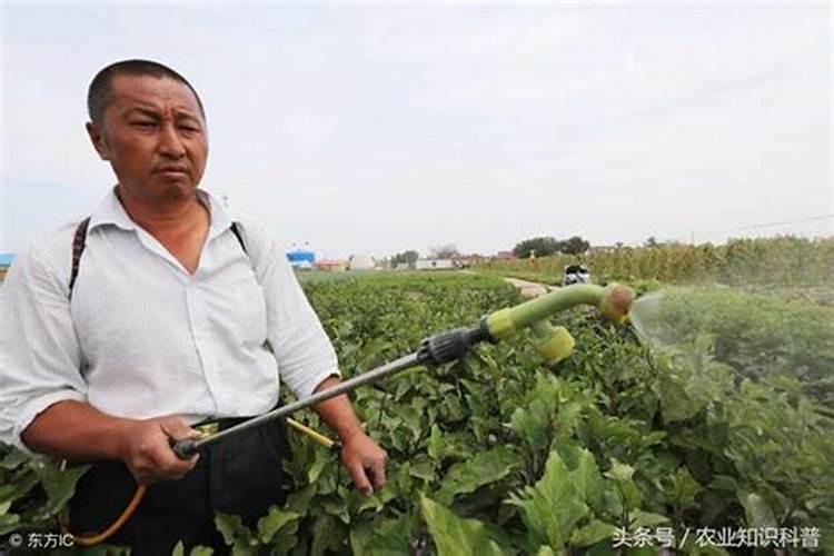 用沼液进行喷施效果真的很不错？