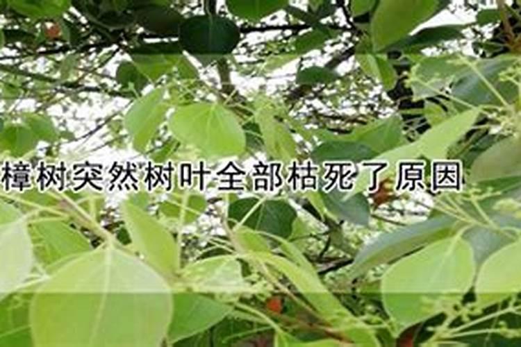 樟树突然树叶全部枯死了原因