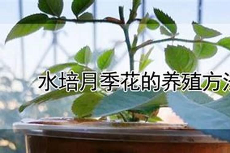 水培月季花的养殖秘籍：揭秘美丽花朵背后的养护之道