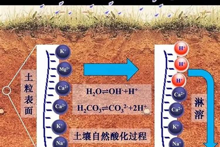 土壤酸化、碱化的原因？