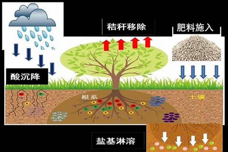 影响土壤酸碱化的因素主要有哪些？